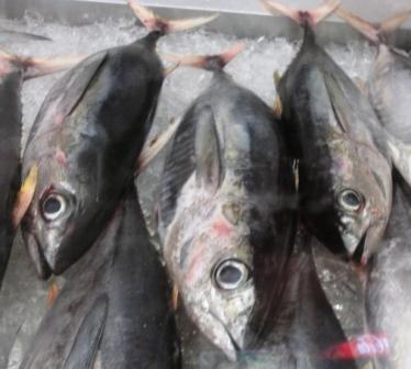 Hilo fish